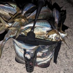 ホタルイカパターンでギガアジ確保