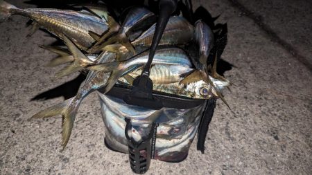 ホタルイカパターンでギガアジ確保