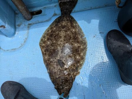 ヒラメリベンジ（サウス）