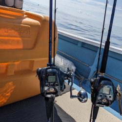 ヒラメ大量（サウス）