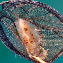 ちょっと早めのボートエギング