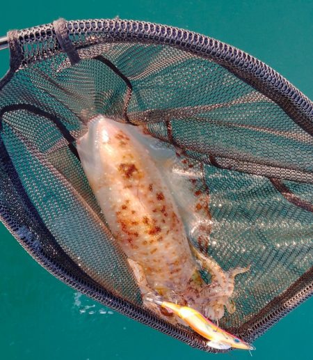 ちょっと早めのボートエギング