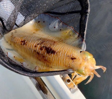 2週間振りボートエギング釣行