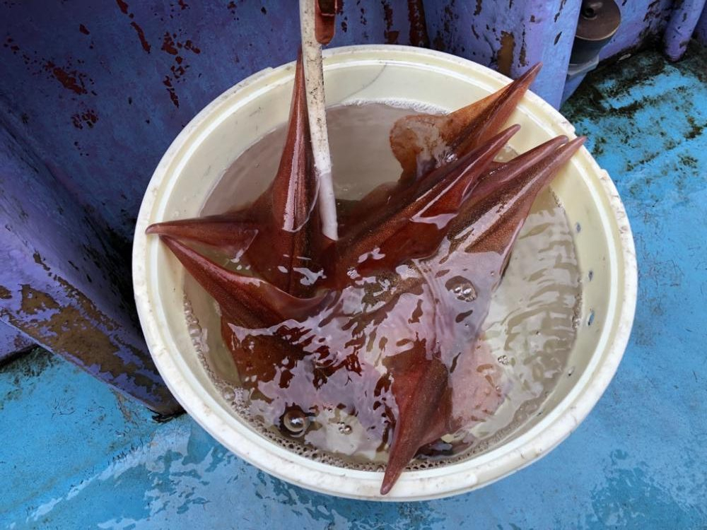 春イカ イカメタル