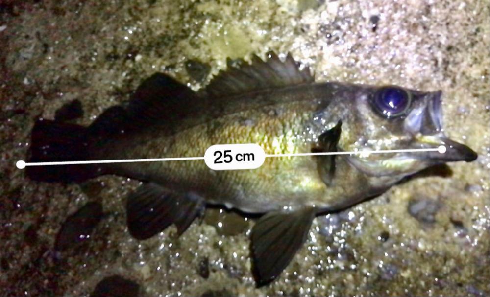 フロートメバリング