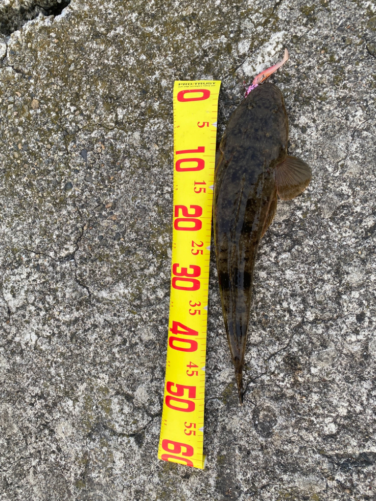 爆釣　三目達成