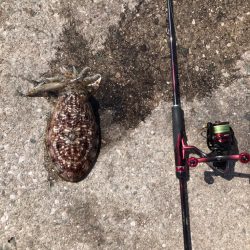 ダラダラした潮の中でのエギング！