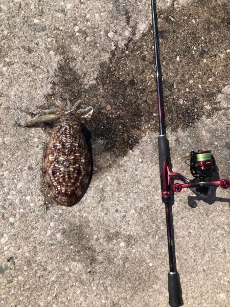 ダラダラした潮の中でのエギング！