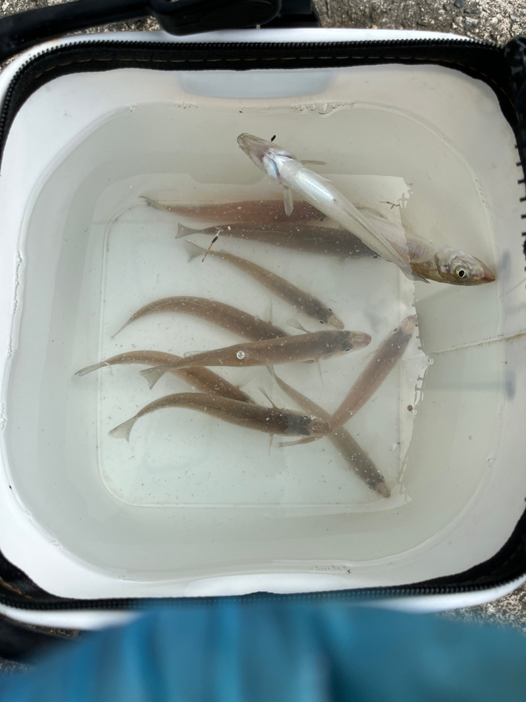 今年の初キス釣り