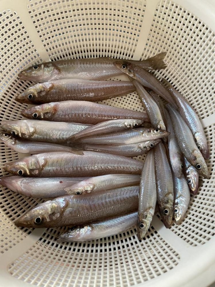 2度目のキス釣り釣行