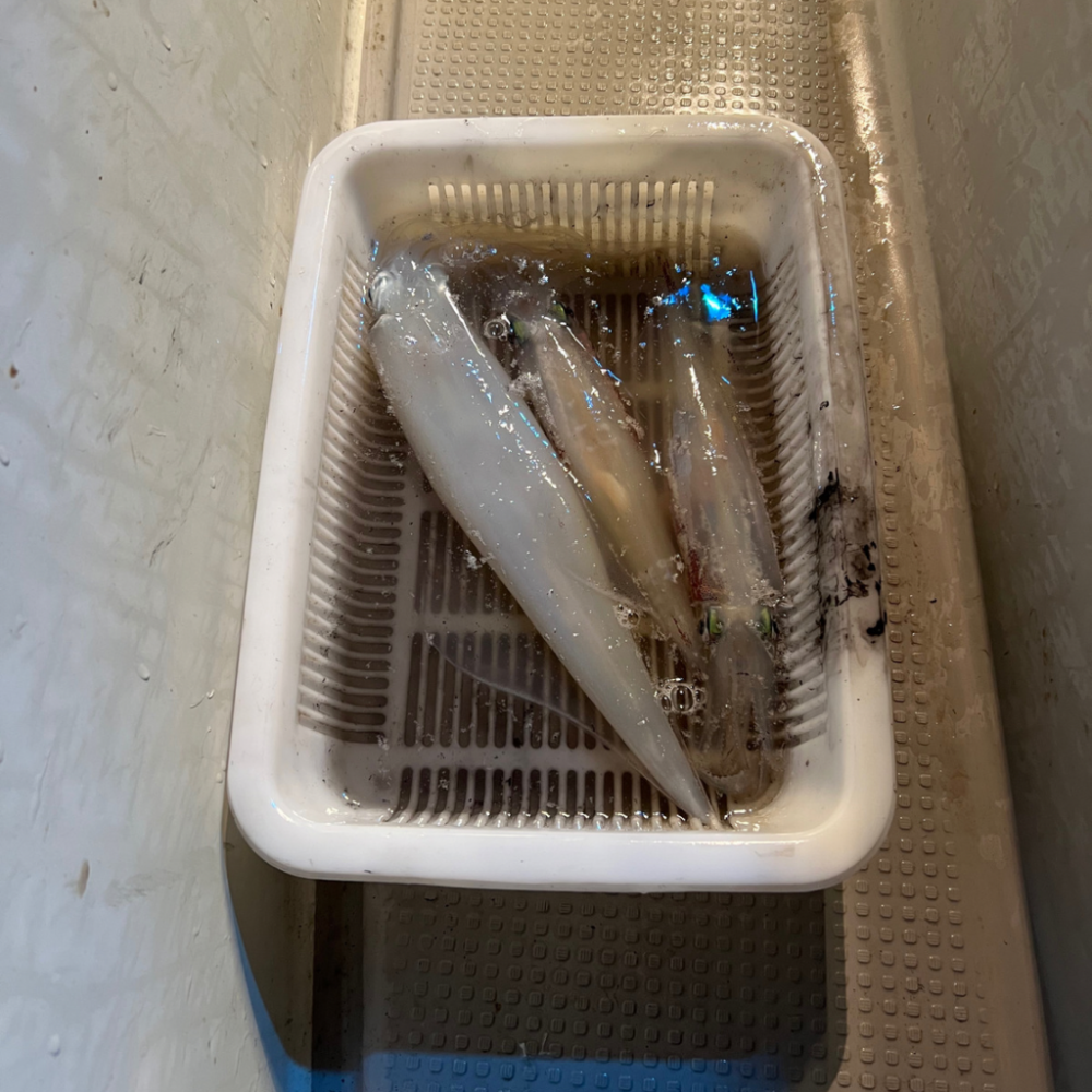 ケンサキイカ/イカメタル