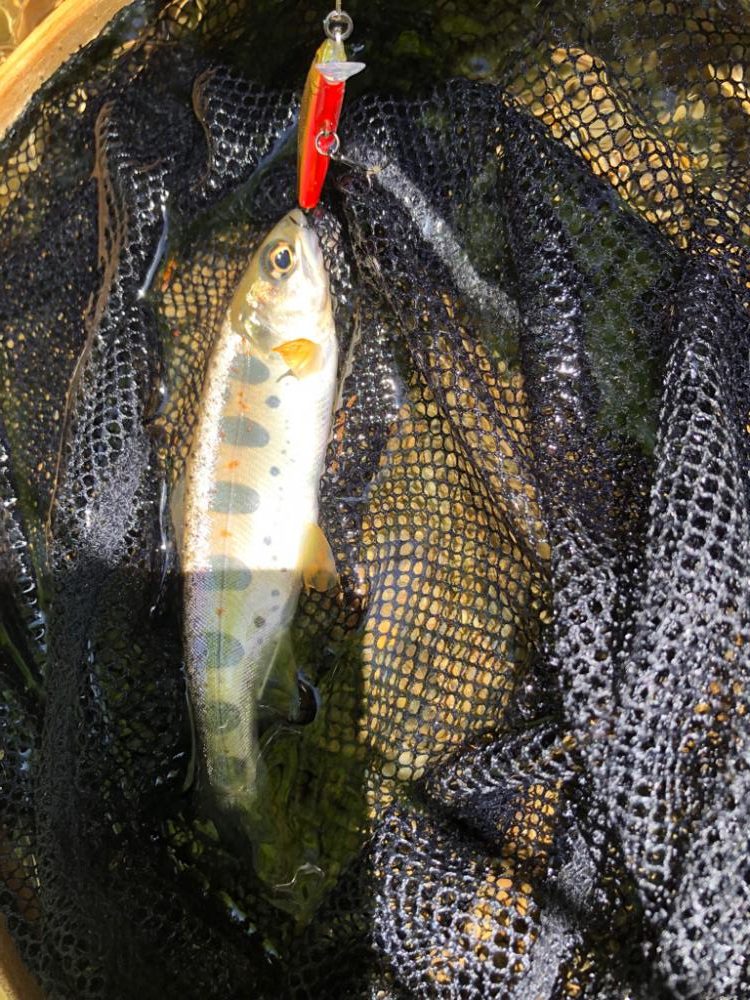 今年2回目　渓流ルアー