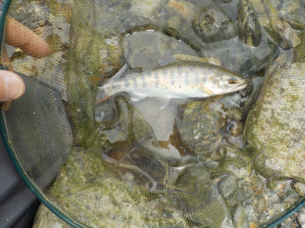 美山アマゴ釣行第4戦