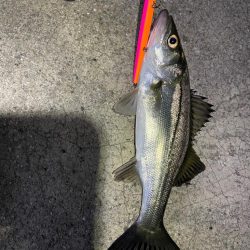 バチ抜けシーバス