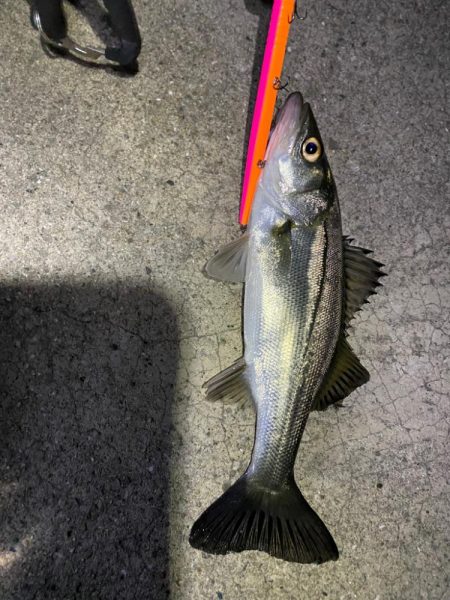 バチ抜けシーバス