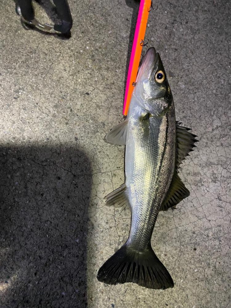 バチ抜けシーバス