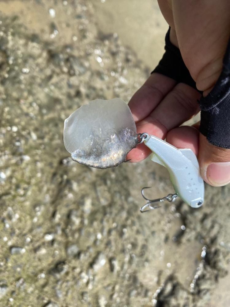 チニング 淀川 塚本