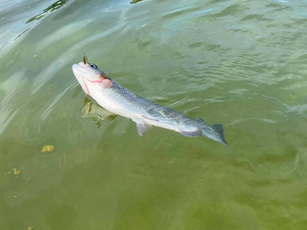 1人かめプー無双