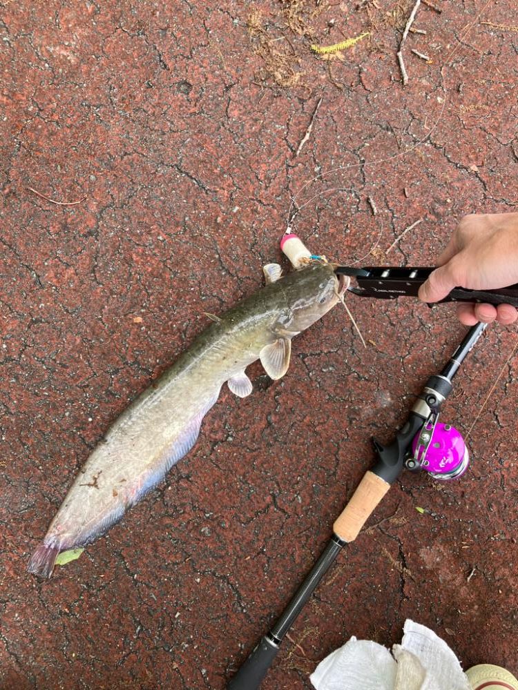 コロネット2っておもちゃみたいなリールで3連発