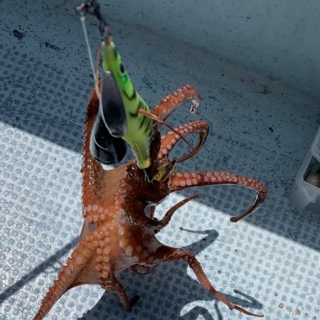 船タコ涙の開幕ならず