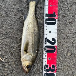 四日市、根魚祭り＋1