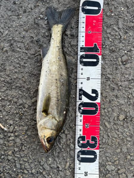 四日市、根魚祭り＋1