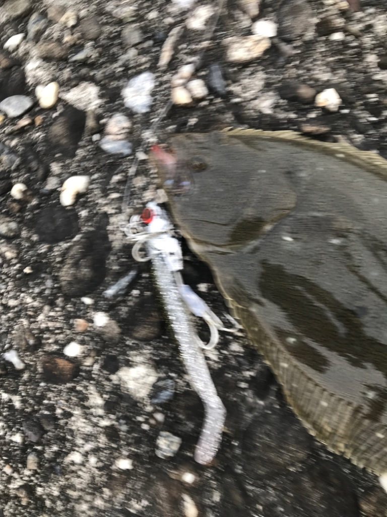 ソゲでもヒラメったい！