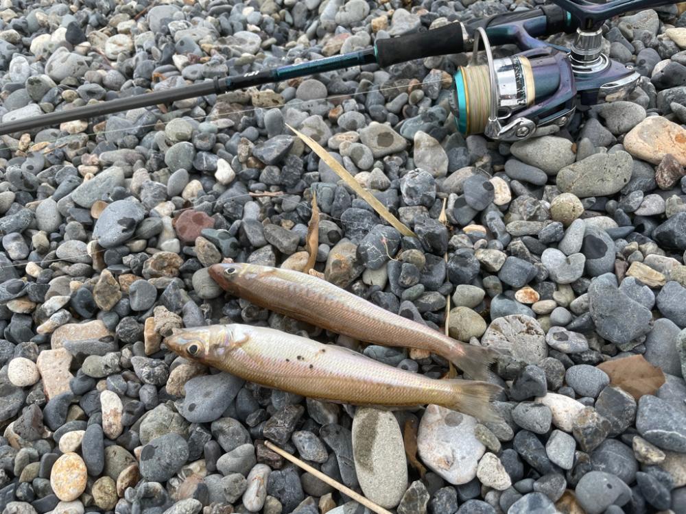 カサゴ　シロギス