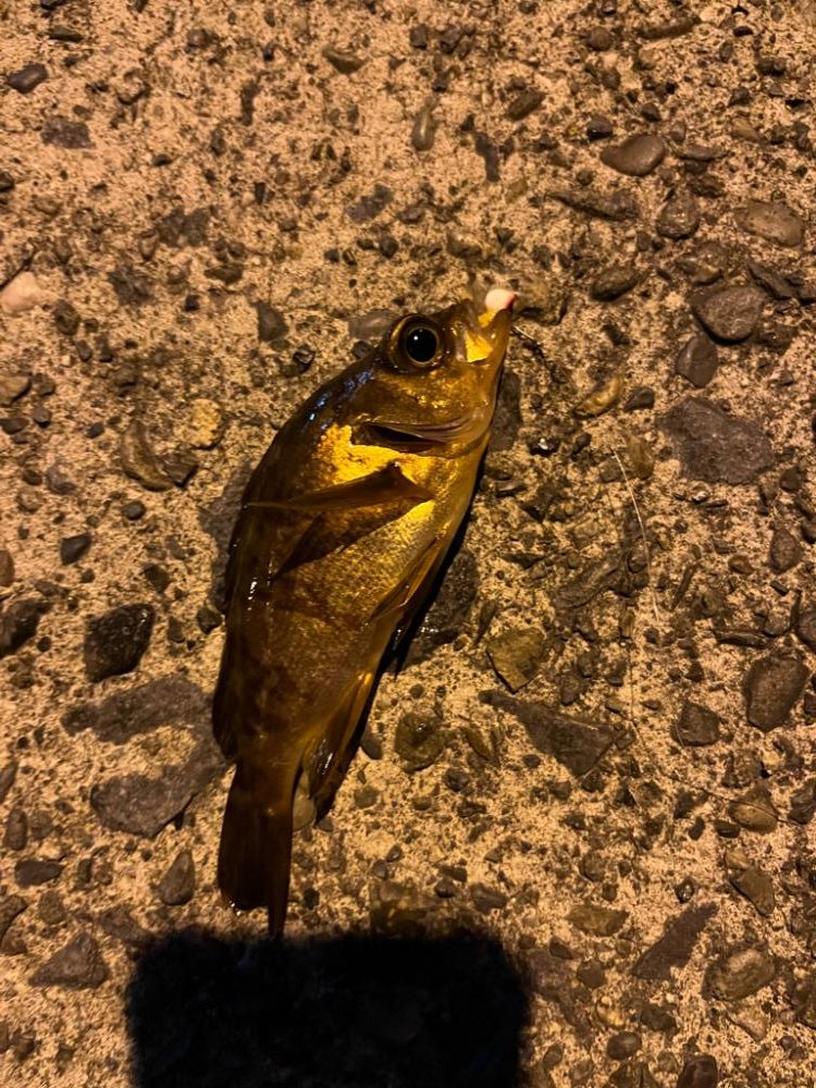 超スキマ時間釣行