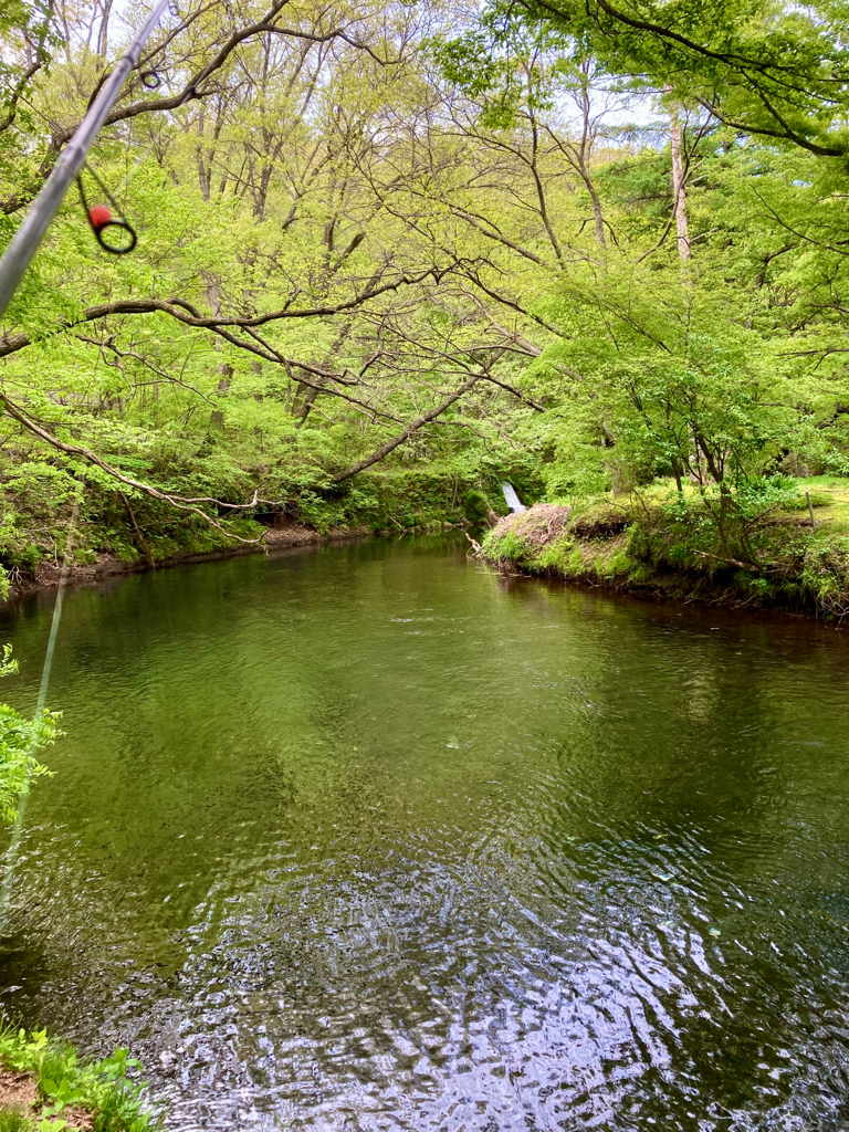 渓流　桂川　忍野