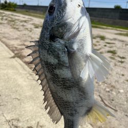 今日は武庫川でチニング！