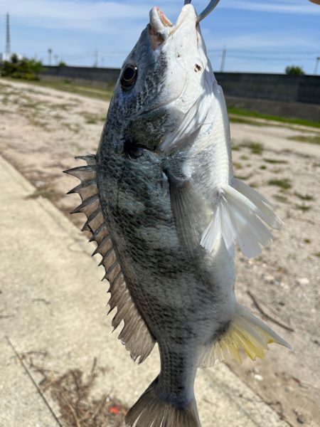 今日は武庫川でチニング！