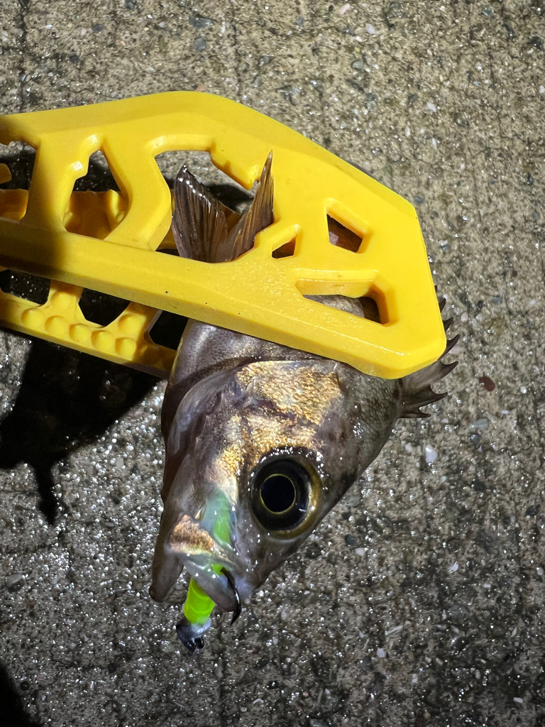 メバルを探して三千里 Vol.8