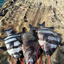 初めての底物釣行