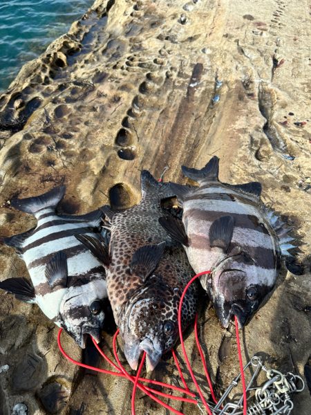 初めての底物釣行