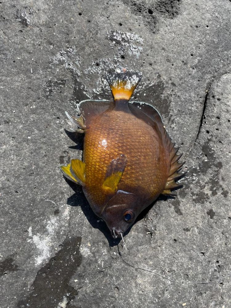 イサキ調査、釣れず、