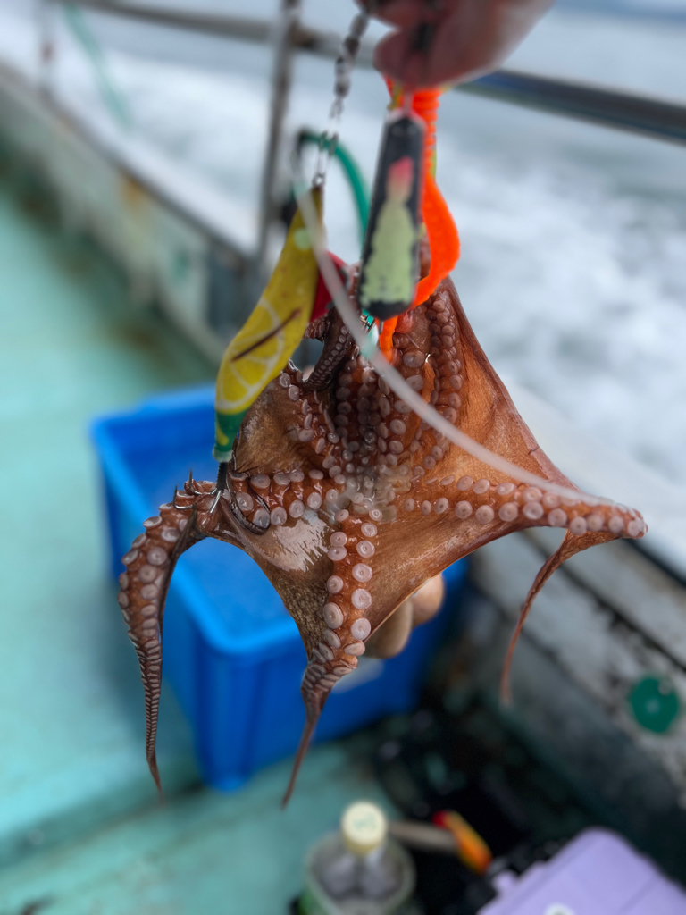 明石タコ釣り🐙