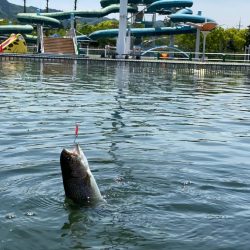 かめプー　魚はまだ沢山います。
