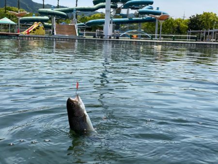 かめプー　魚はまだ沢山います。