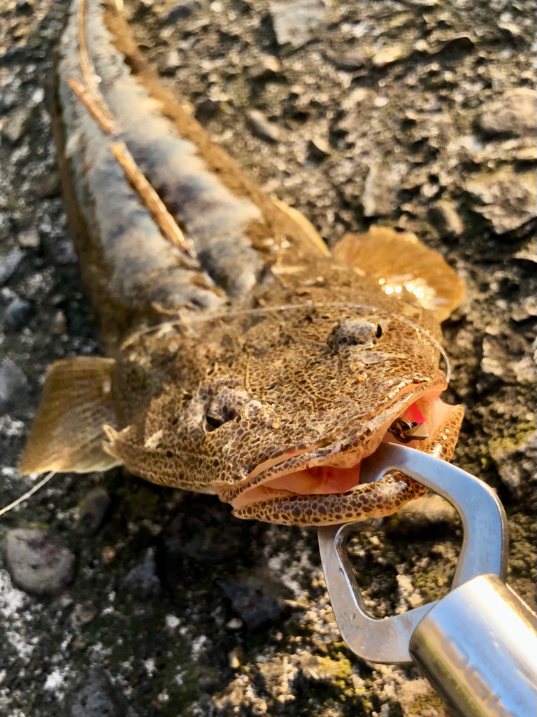 型はまだ(マゴチ)