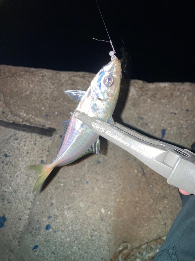 雨前の大潮アジング