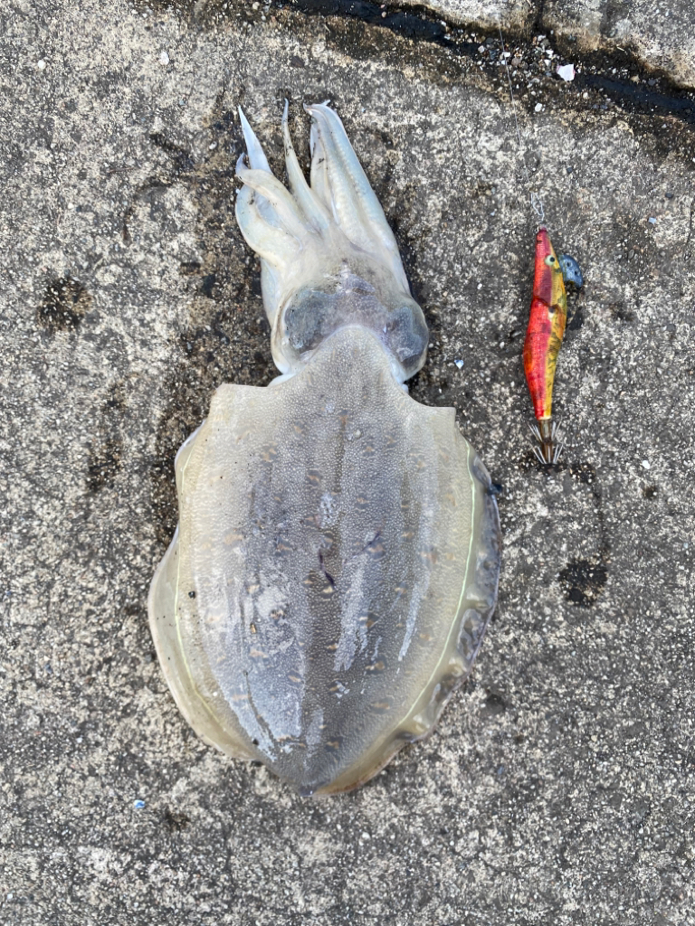 カミナリコウイカ