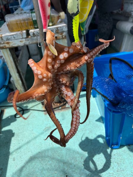 明石タコ🐙２日目…