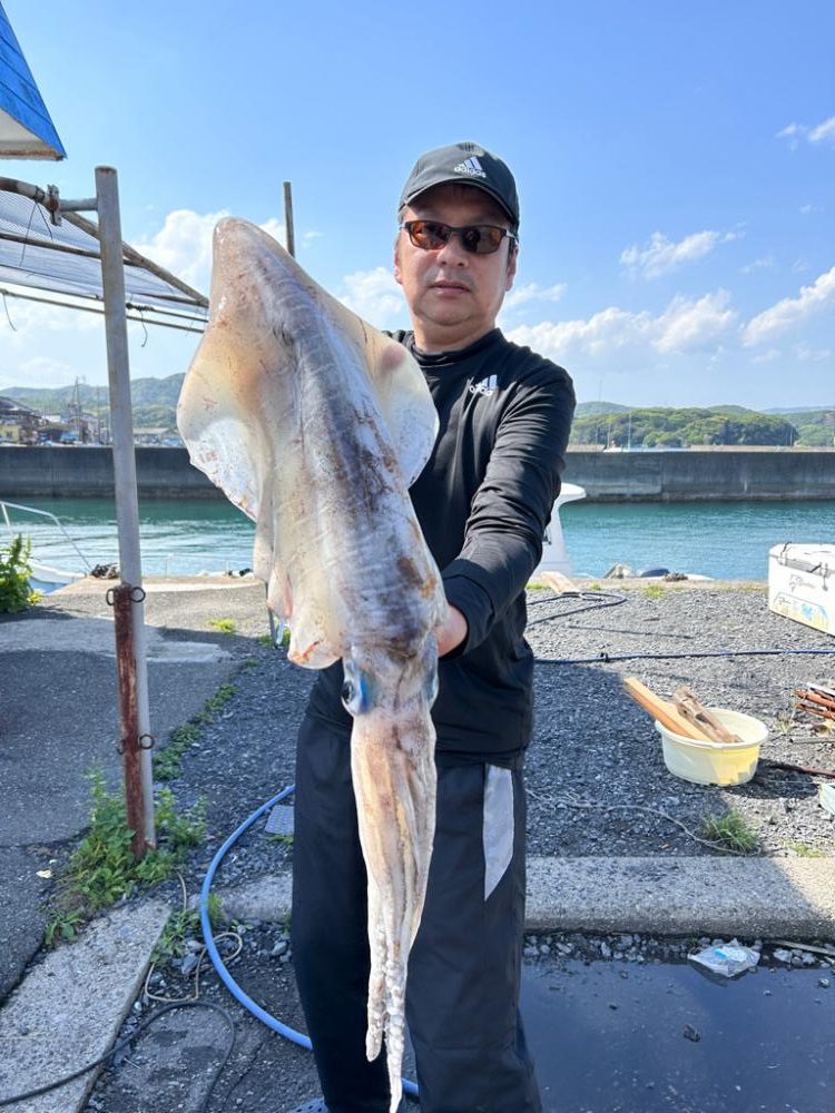 来た〜アオリ3kgアップ