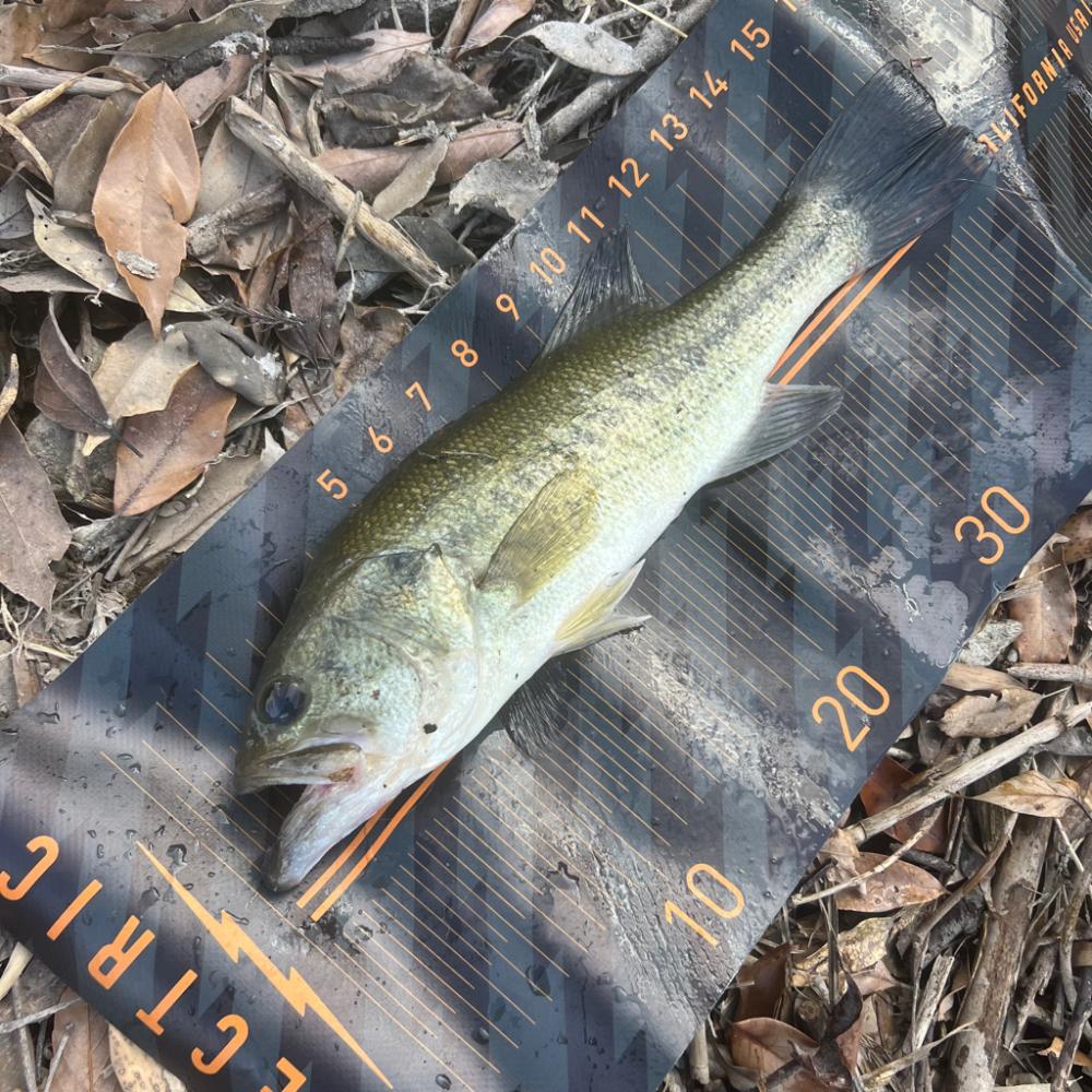 夕まずめの奇跡🌆