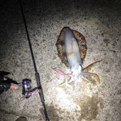 久々のエギング