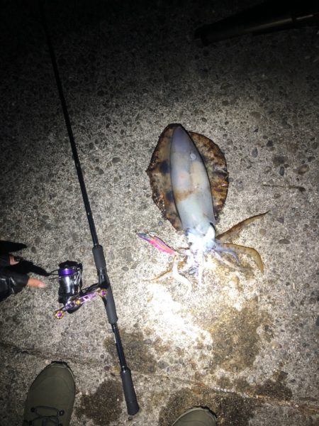 久々のエギング