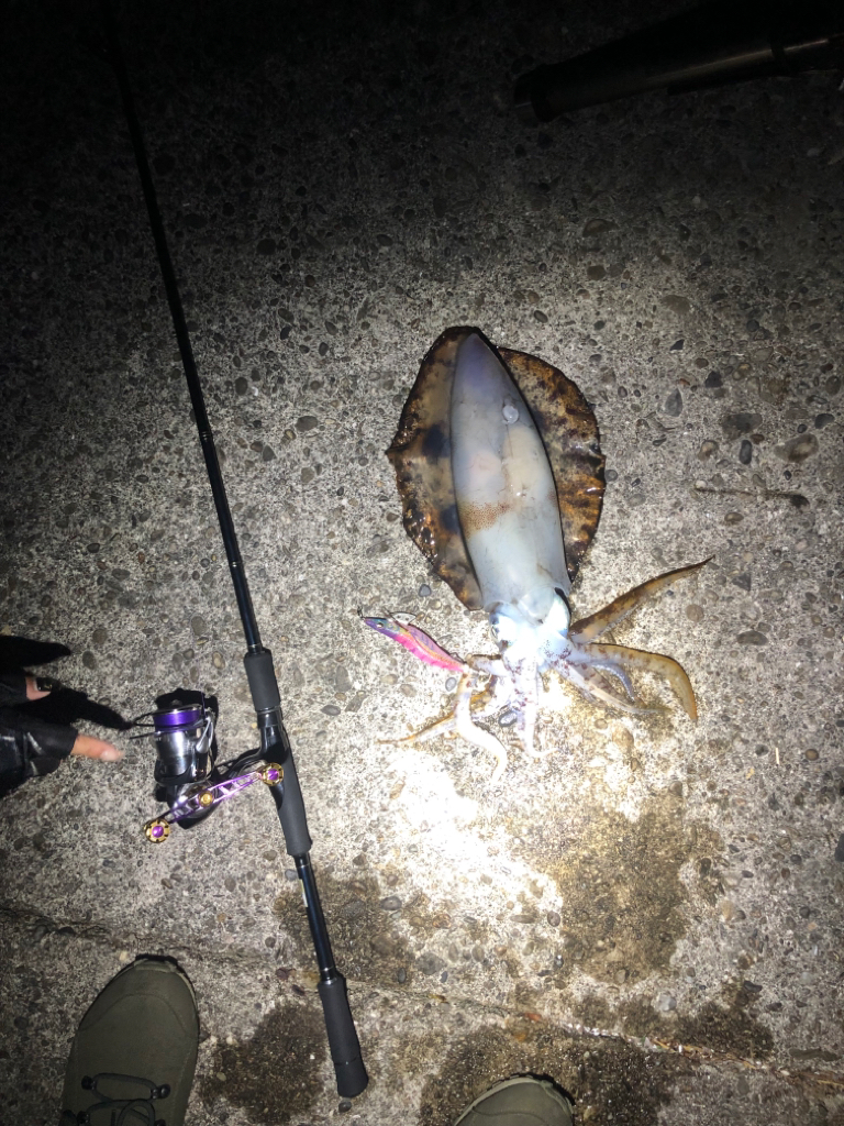 久々のエギング