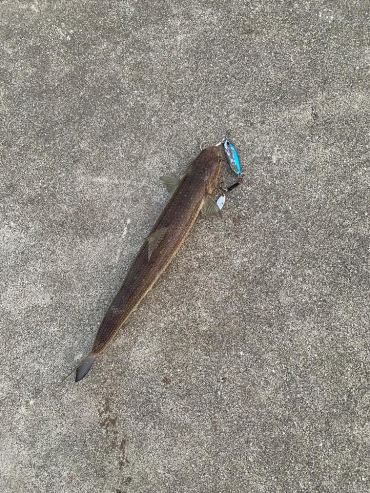 今年初のショアジギング！