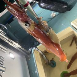 イカメタルシーズンイン